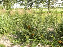 Image result for Pyracantha coccinea golden charmer