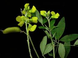 Image result for Crotalaria micans