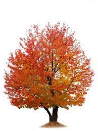 They begin to bear fruit in their fifth or sixth year, and once mature can yield up to 100 pounds of fruit. Cherry Tree With Red And Yellow Autumn Stock Image Colourbox