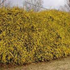 Image result for Jasminum nudiflorum