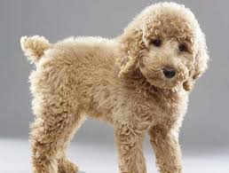 Are these puppies better than golden doodles?? Orlando Area Puppies Will Romp In This Year S Puppy Bowl 90 7 Wmfe