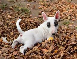 Check spelling or type a new query. Pin By Charles Vasser On Bull Terriers In 2021 Mini Bull Terriers English Bull Terrier Puppy Miniature Bull Terrier