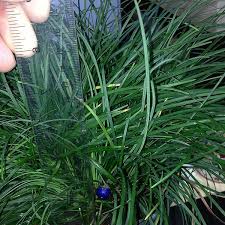 Image result for Ophiopogon