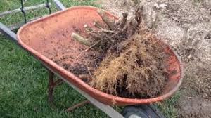 Different ways that tree stump removal can be a diy project. How To Remove A Hedge And Dig Out The Stumps Youtube