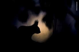 93 Of The Best Wildlife Photos Of 2018 Warning Some Images May Be Too Brutal