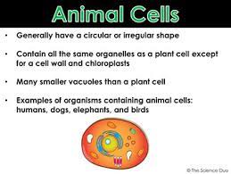 Gives the cell most of its support and structure a thick, rigid membrane that surrounds a plant cell bonds with other. Plant And Animal Cells Powerpoint And Notes By The Science Duo