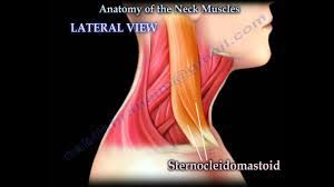 So most muscles in the body come in antagonistic pairs, and when one in the pair is contracted, the other is necessarily relaxed. Muscle Anatomy Of The Neck Everything You Need To Know Dr Nabil Ebraheim Youtube