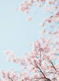 Find over 100+ of the best free pink aesthetic images. å¯'æ¡œ By Sn0pan Pink Flowers Wallpaper Sakura Art Flower Aesthetic