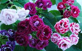 Gloxinia When On Peace Gloxinia During Rest How To Keep The Tuber To Spring