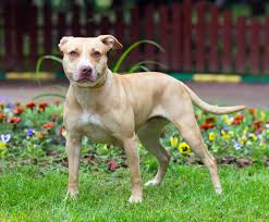 Pit bull/beagle mix from r/aww. American Pit Bull Terrier Verspielter Listenhund Mydog365 Magazin