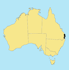 Image result for Eragrostis paniciformis