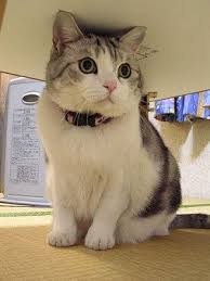 The Sky Is Falling Funny Cat Photos Cool Cats Cat Photo