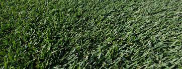 The season's mild temperatures and rainfall nurture the sod and allow the roots to establish. Laying Sod Over Old Turf A Common Sod Question Greenhorizons News