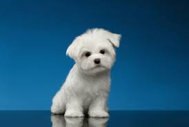 Best Quality Maltese Puppies For Sale In Singapore January 2022
