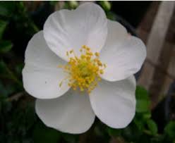 Image result for Rosa laevigata