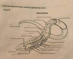 Study the illustration of an earthworm shown on the left. Earthworm Dissection Obtain A Preserved Sample And Chegg Com