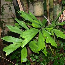 Image result for Caryota