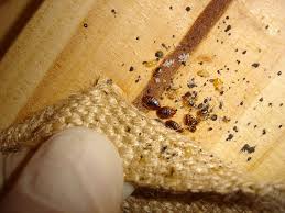 You'll find the eggs hidden in crevices & cracks. How To Check A Room For Bed Bugs