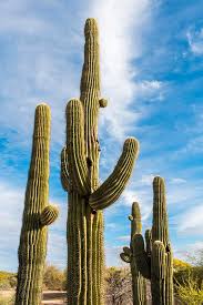 Learn more about the saguaro cactus and see pictures from the phoenix area. Tall Cactus Arizona Photograph By Jon Berghoff