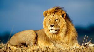 Lion Wallpapers Hd Desktop Backgrounds Images And Pictures Support us by sharing the content, upvoting wallpapers on the page or sending your own background pictures. lion wallpapers hd desktop backgrounds