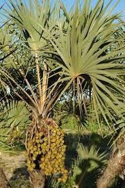 Image result for Hyphaene