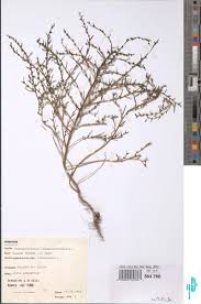 Image result for Suaeda sp. B