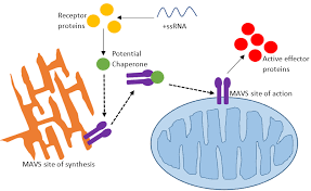 Last updated march 13, 2021. What Nobody Knows About Mitochondrial Antiviral Signalling Protein Msci Biochemistry University Of Surrey