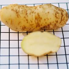 Growing heirloom potatoes for fun or for market. Plantfiles Pictures Fingerling Potato Ozette Solanum Tuberosum By Joan