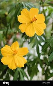 Image result for Cosmos sulphureus