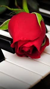 Beautiful Dreams Red Rose Flower Red Flower Wallpaper Flower Iphone Wallpaper