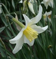 Croft 16 Daffodils Mrs Langtry Daffodils Narcissus Spring Bulbs