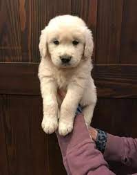 Maybe you would like to learn more about one of these? English Golden Retrievers Puppy For Sale Adoption Rescue For Sale In Charlotte North Carolina Classified Americanlisted Com