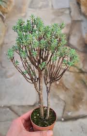 Image result for Crassula sarcocaulis