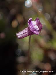 Image result for Genlisea margaretae