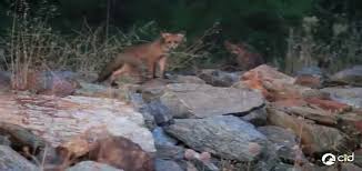 Resultado de imagen para imagenes del zorro en medio de piedras del rio