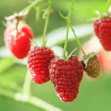 Image result for Rubus