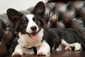 Black And White Cardigan Welsh Corgi Puppy Cardigan Looks Like A Cross Between A Corgi And Border Collie Corgi Black Corgi Welsh Corgi