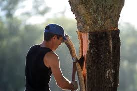 Der förster benutzte eine axt, um den baum zu fällen. Wo Die Axt Noch Uber Die Motorsage Siegt Nzz