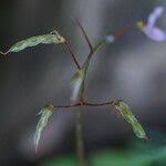 Image result for Grona adscendens