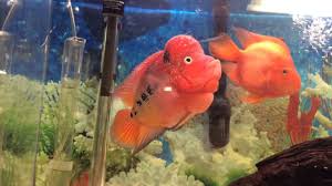 Check spelling or type a new query. Paired Up Flowerhorn King Kong Parrot Youtube