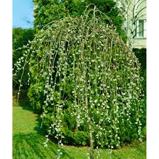 We did not find results for: Salix Caprea Pendula Pflanzen Fur Dich De 6 95