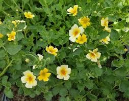 Image result for Jamesbrittenia