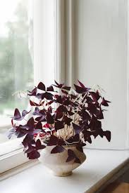 See more ideas about houseplants, plants, house plants. Foliage Plants Indoor House Plants Apartment Therapy