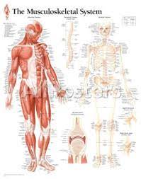 Muscles are the contractile apparatus attached to bones that pull them in various directions, ultimately creating movement. Laminated Musculoskeletal System Educational Chart Poster Posters Allposters Com In 2021 Muscular System Anatomy Musculoskeletal System Muscular System