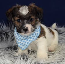 Your jackapoo puppy could inherit more characteristics of the poodle, or more of the jack russell terrier. Jack Tzu Puppies For Sale In Pa Jack Tzu Puppy Adoptions