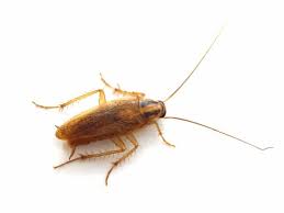 Check spelling or type a new query. Cockroach Or Palmetto Bug Lawn Care Extraordinaire