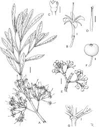 Image result for Pavetta zeyheri