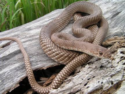 Coachwhip Snake