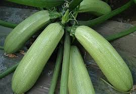 Tie the string securely to the last nail. Should I Trim Back The Leaves If My Zucchini Is Not Growing Very Big Miss Chen Garden Manage Gfinger Es La App De Jardineria Mas Profesional