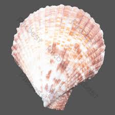 Check spelling or type a new query. Kerang Kehidupan Laut Elemen Grafis Templat Raw Unduhan Gratis Pikbest